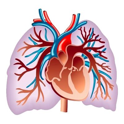 Wirkung von Pulsaactive auf das Herz-Kreislauf-System.